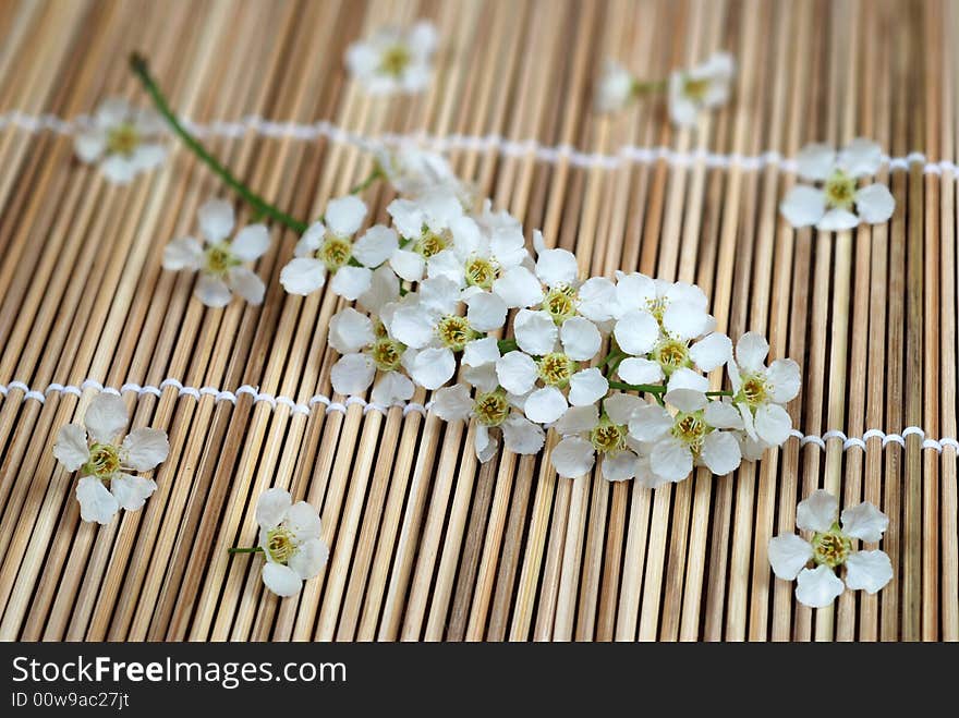 Bird cherry tree flowers on bamboo mat. Bird cherry tree flowers on bamboo mat