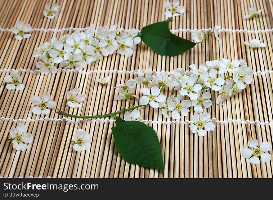 Bird cherry tree flowers on bamboo mat. Bird cherry tree flowers on bamboo mat