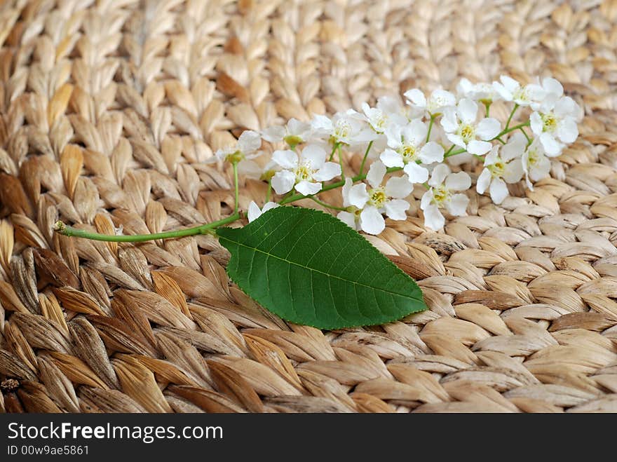 Bird cherry tree flowers on bamboo mat. Bird cherry tree flowers on bamboo mat