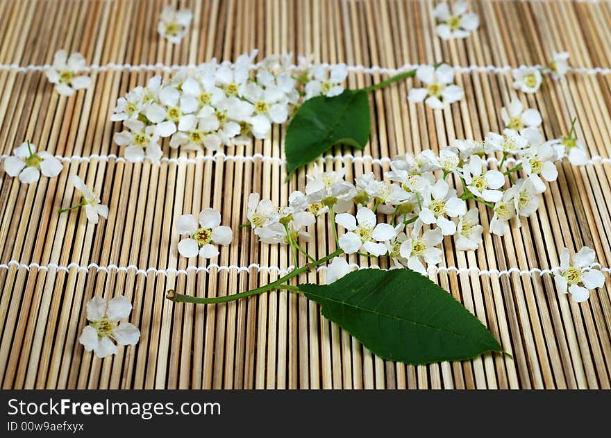 Bird cherry tree flowers on bamboo mat. Bird cherry tree flowers on bamboo mat