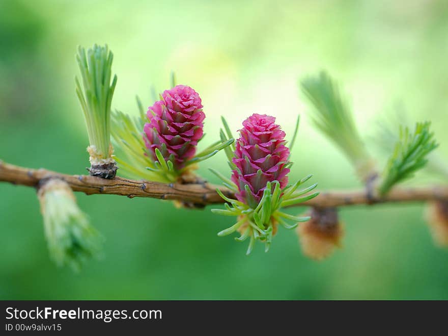 Two larch cones on a branch. Two larch cones on a branch