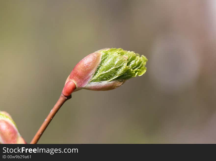 Young leaf