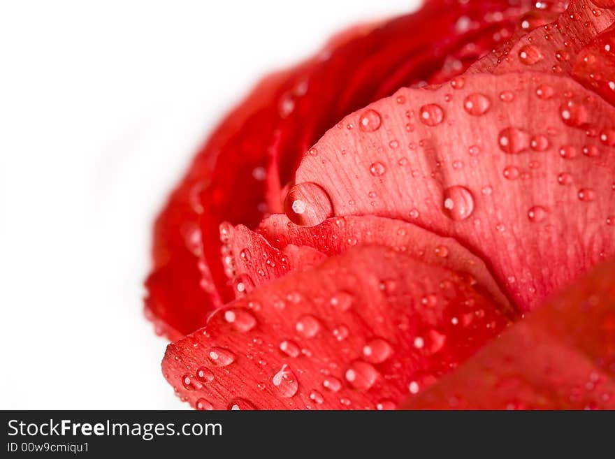 Macro of fresh flower