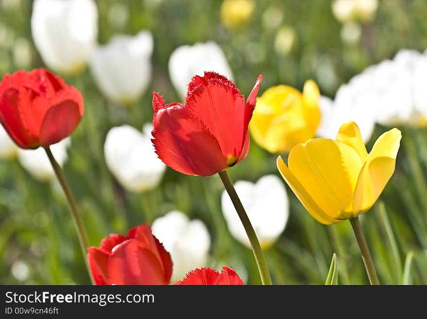 Tulips in Town Garden, Type From below, Spring