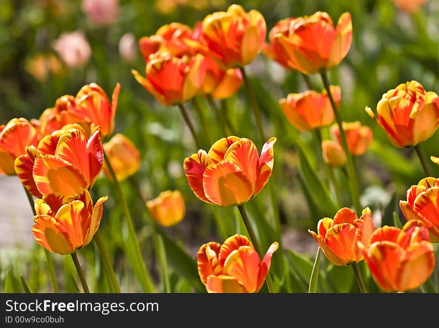 Tulips in Town Garden, Type From below, Spring