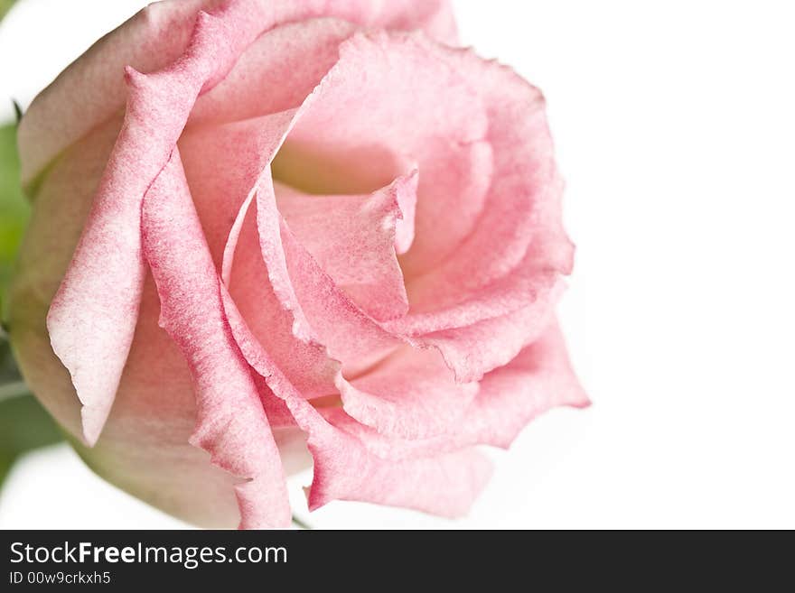 Close-up of pink rose flower