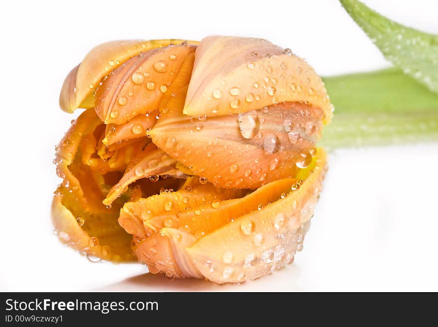 Macro of wet flower on white background. Macro of wet flower on white background