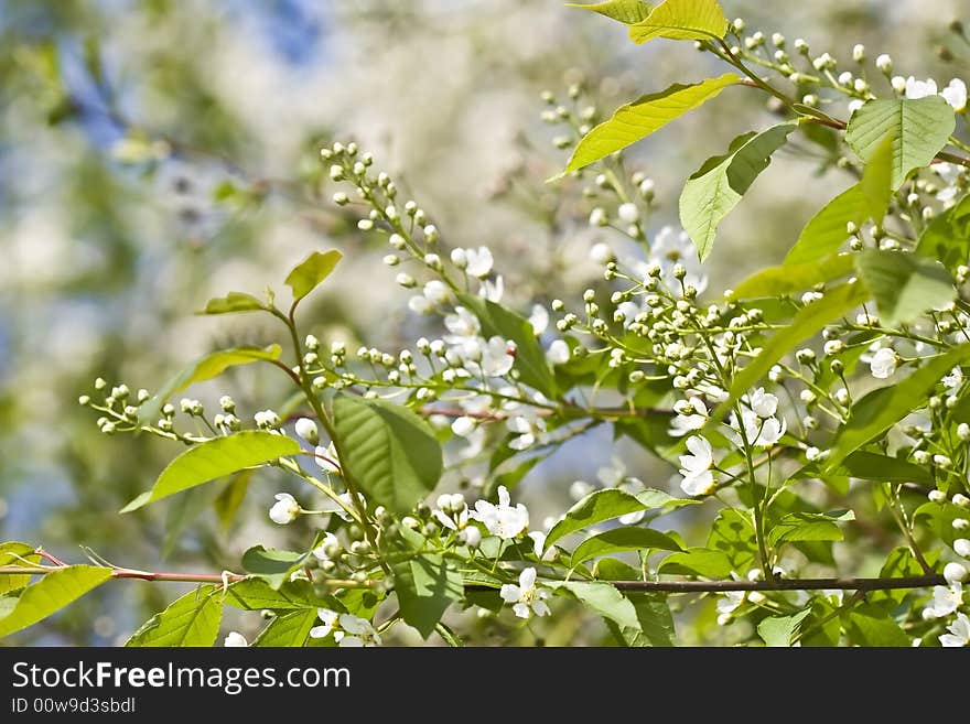 Inflorescence of bird cherry tree