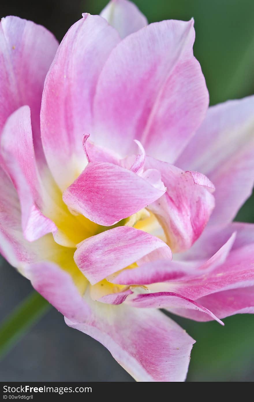 Tulips in Town Garden, Type From below, Spring