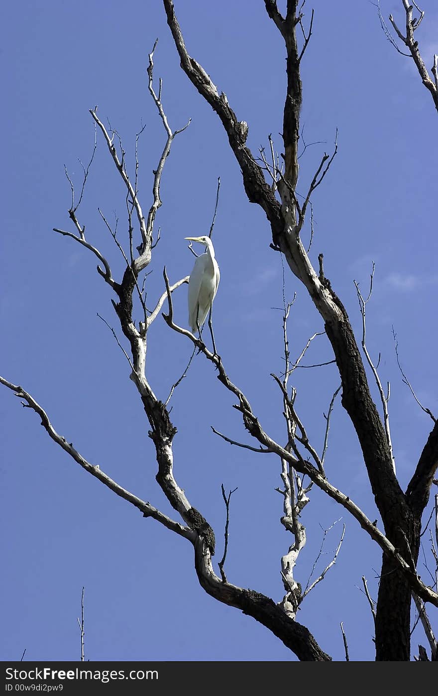 Great egret - Ardea alba - perched in a tree. Great egret - Ardea alba - perched in a tree