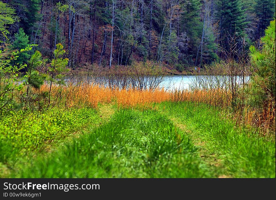 Take this path to the lake on a peaceful spring day. Take this path to the lake on a peaceful spring day