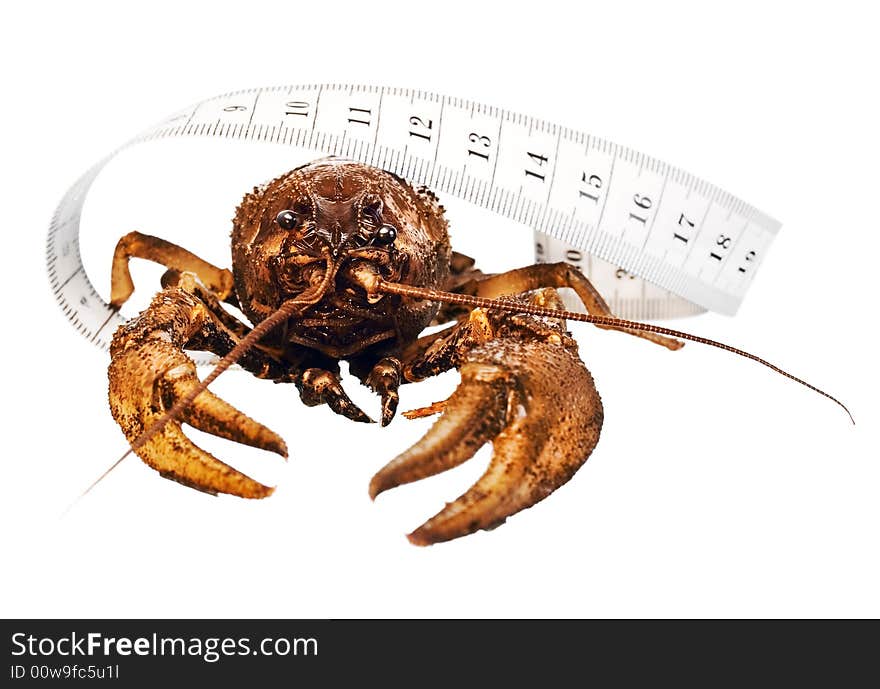 Crayfish with a measuring tape around. Crayfish with a measuring tape around