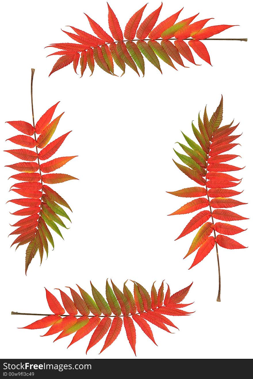 Four vivid red rowan leaves of autumn forming a border, against a white background. (Sorbus Embley, known for its flaming scarlet color in Autumn.). Four vivid red rowan leaves of autumn forming a border, against a white background. (Sorbus Embley, known for its flaming scarlet color in Autumn.)