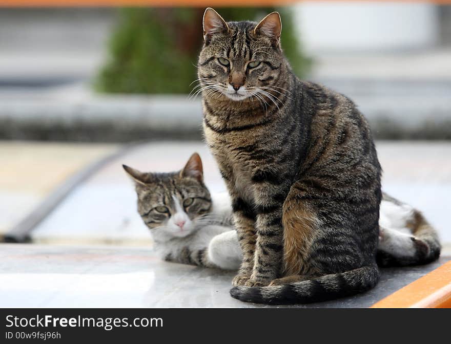 Beautiful tabby cat closeup portrait