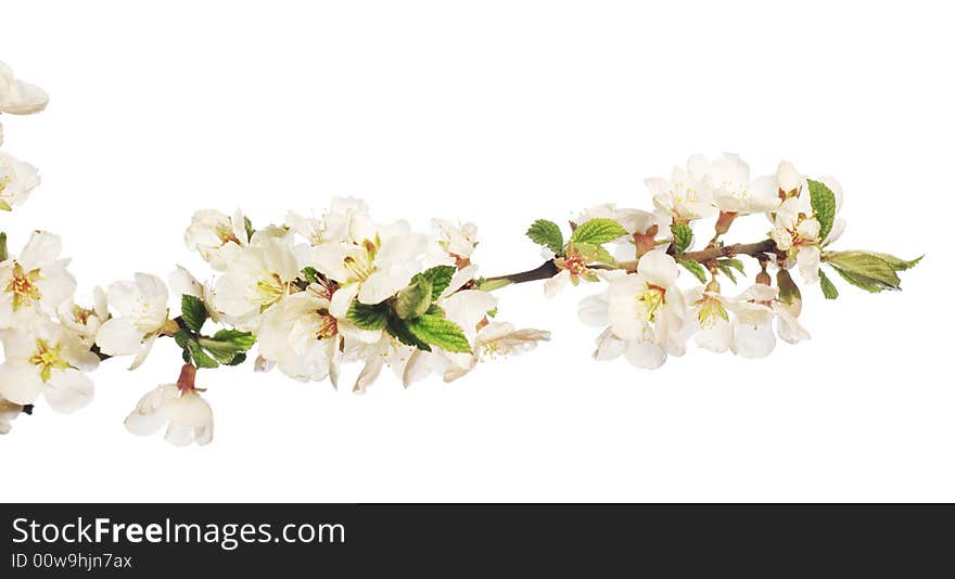 Flower on white