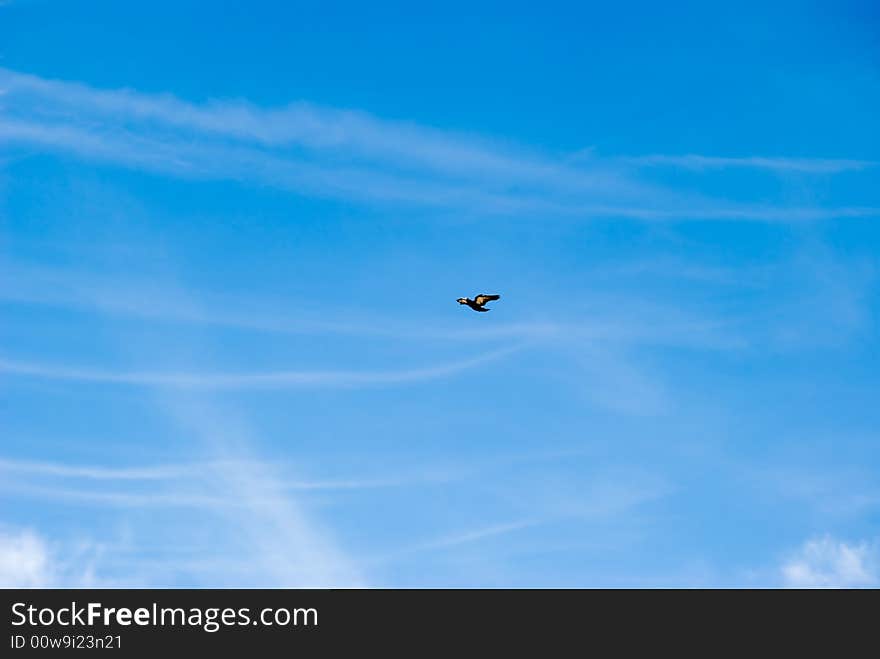 The pigeon in the sky