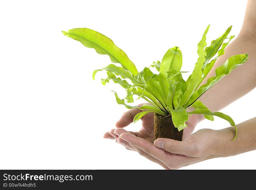 Young man on holding a small plant