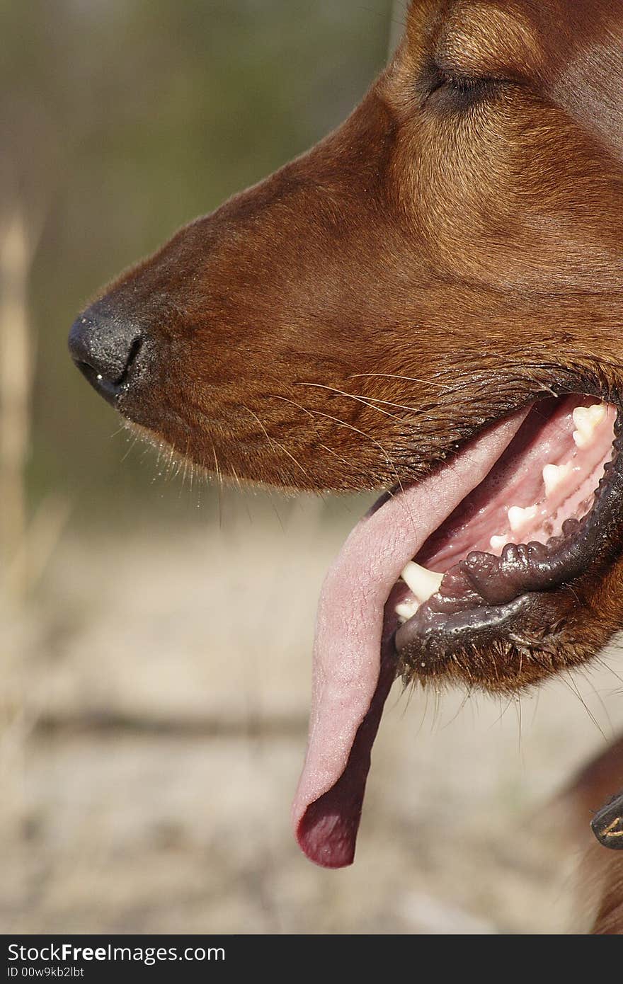 Irish setter and the tongue. Irish setter and the tongue