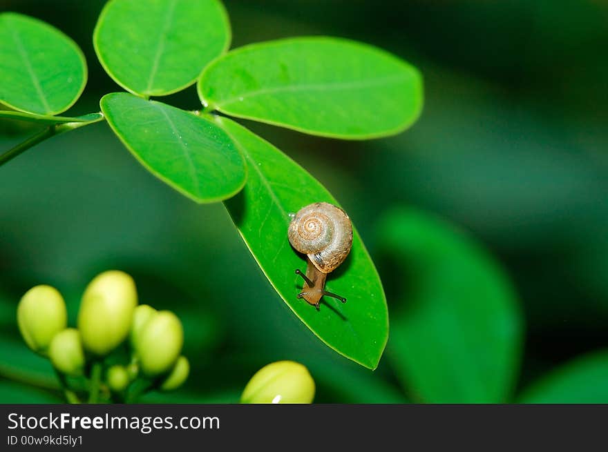 A snail on a green leaf. A snail on a green leaf