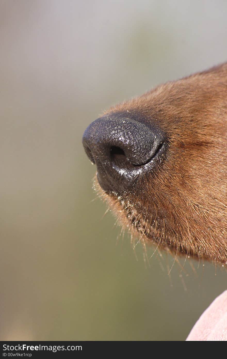 Nose of the irish setter. Nose of the irish setter