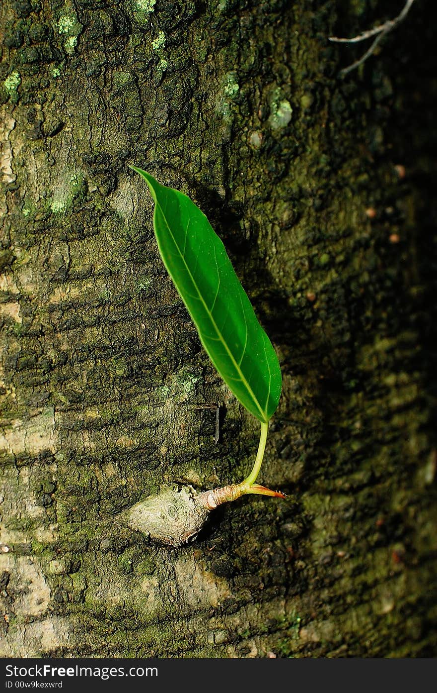 A sprout on a old tree in the spring. A sprout on a old tree in the spring