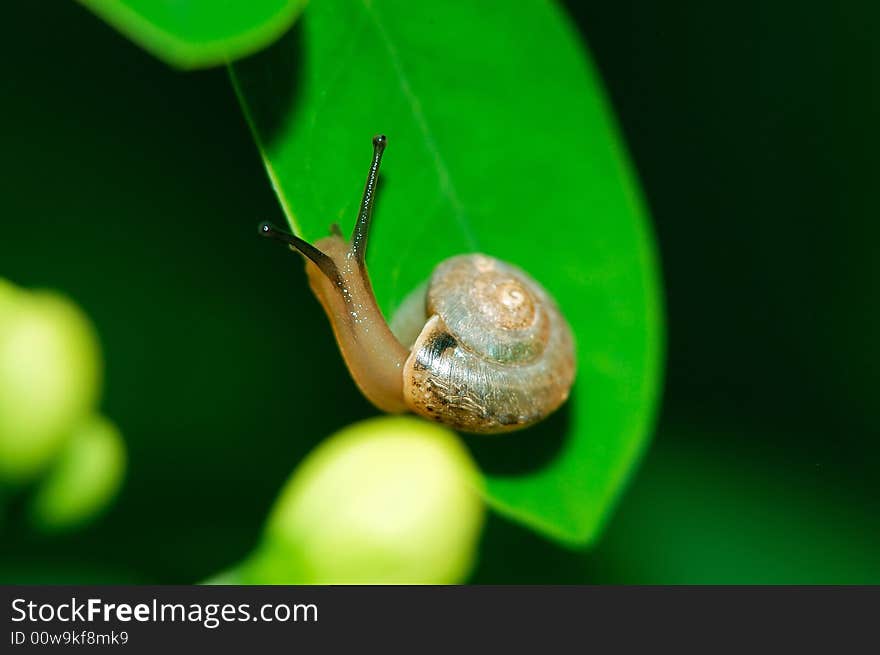 A snail on a green leaf. A snail on a green leaf