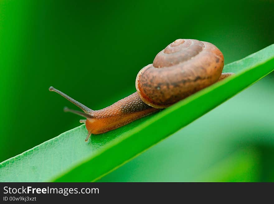 A snail on the leaf