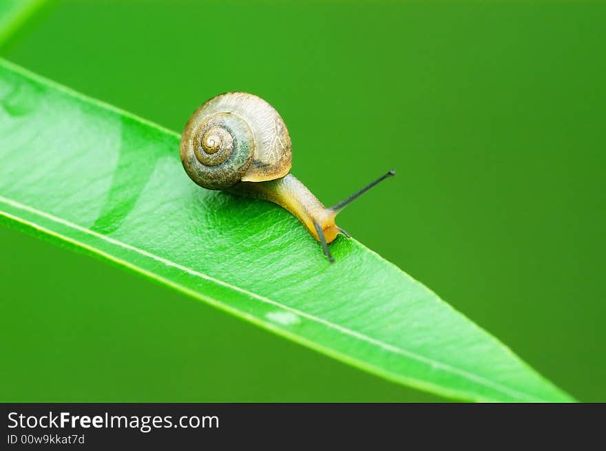 A snail on the leaf