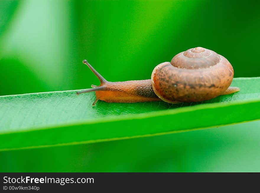 A snail on a green leaf. A snail on a green leaf