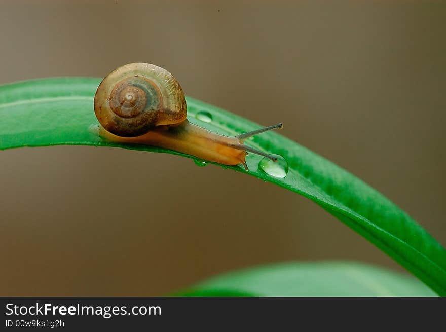 A snail on the leaf