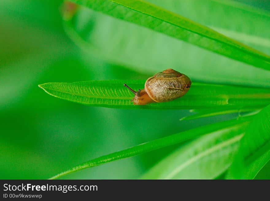 A snail on the leaf