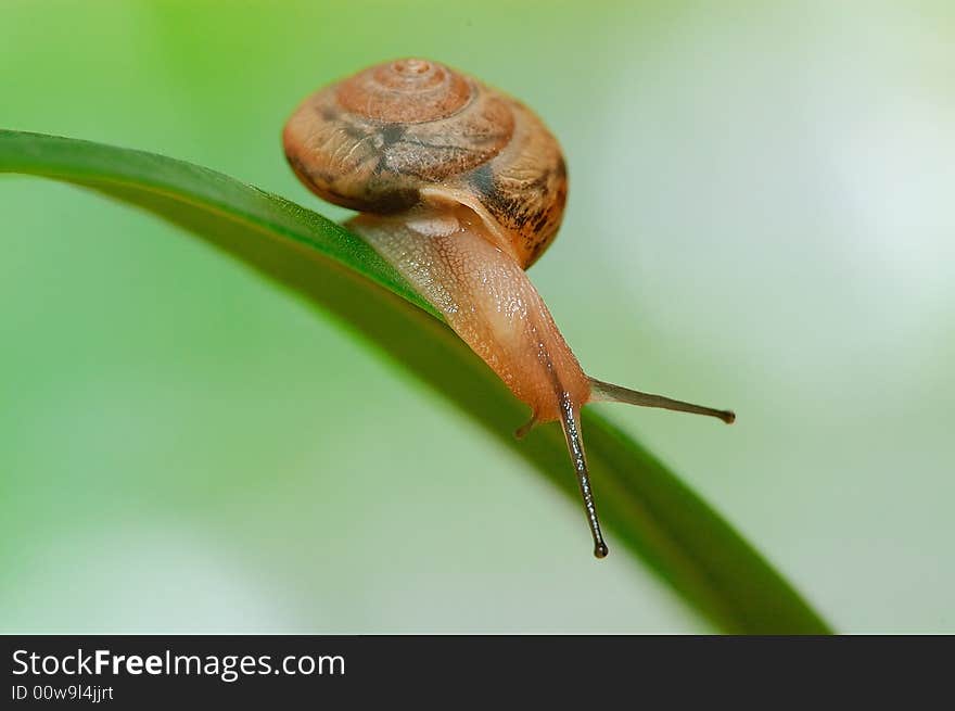 A Snail On The Leaf