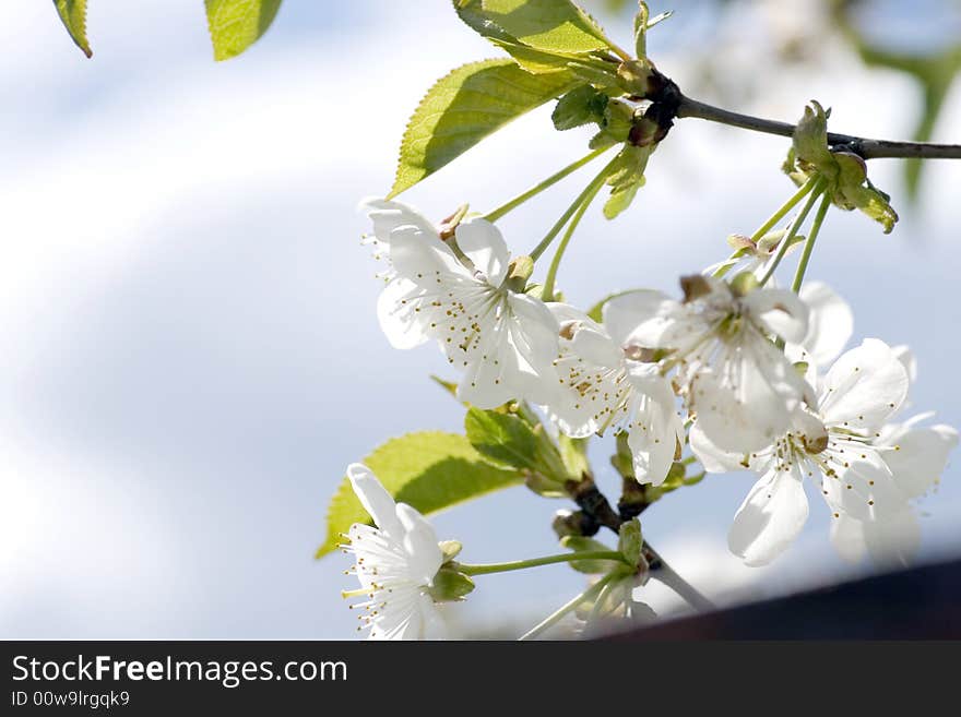 Tree Branch With Cherry Flowers