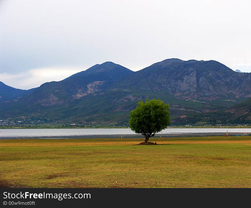 Lonely tree