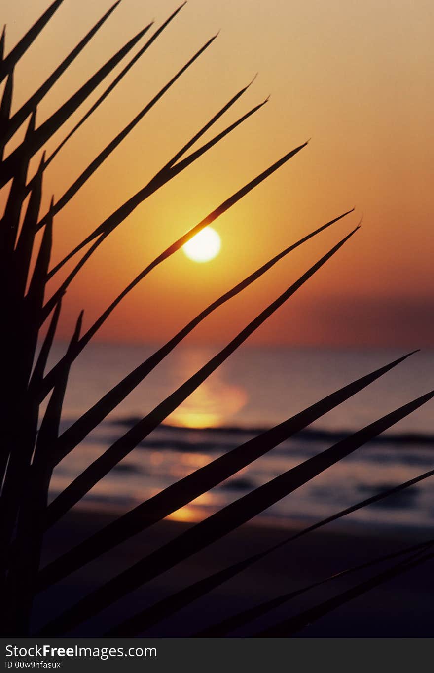 A sunset peeks through the palm fronds. A sunset peeks through the palm fronds