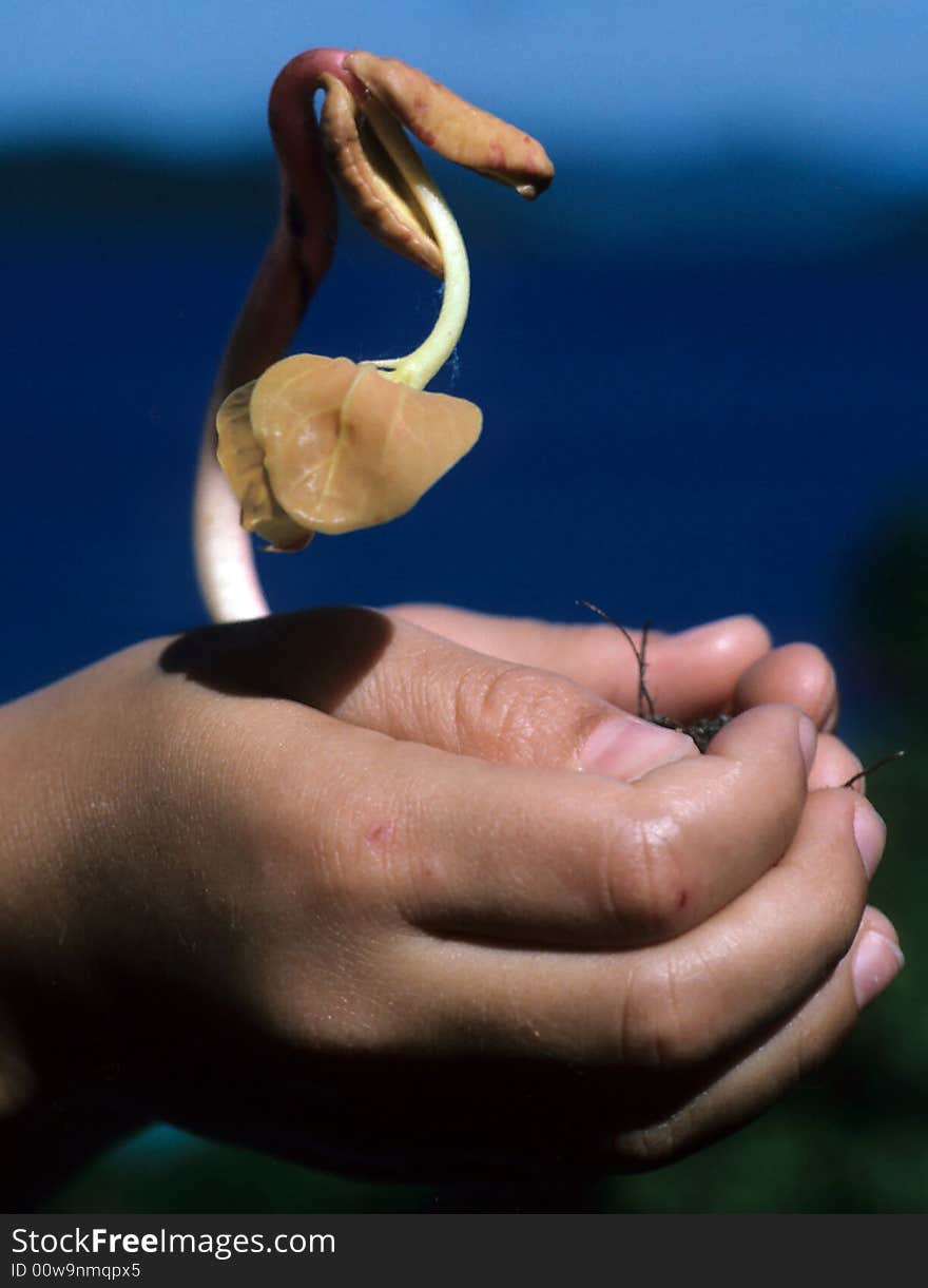 Plant growing in the careful hands of a child. Plant growing in the careful hands of a child