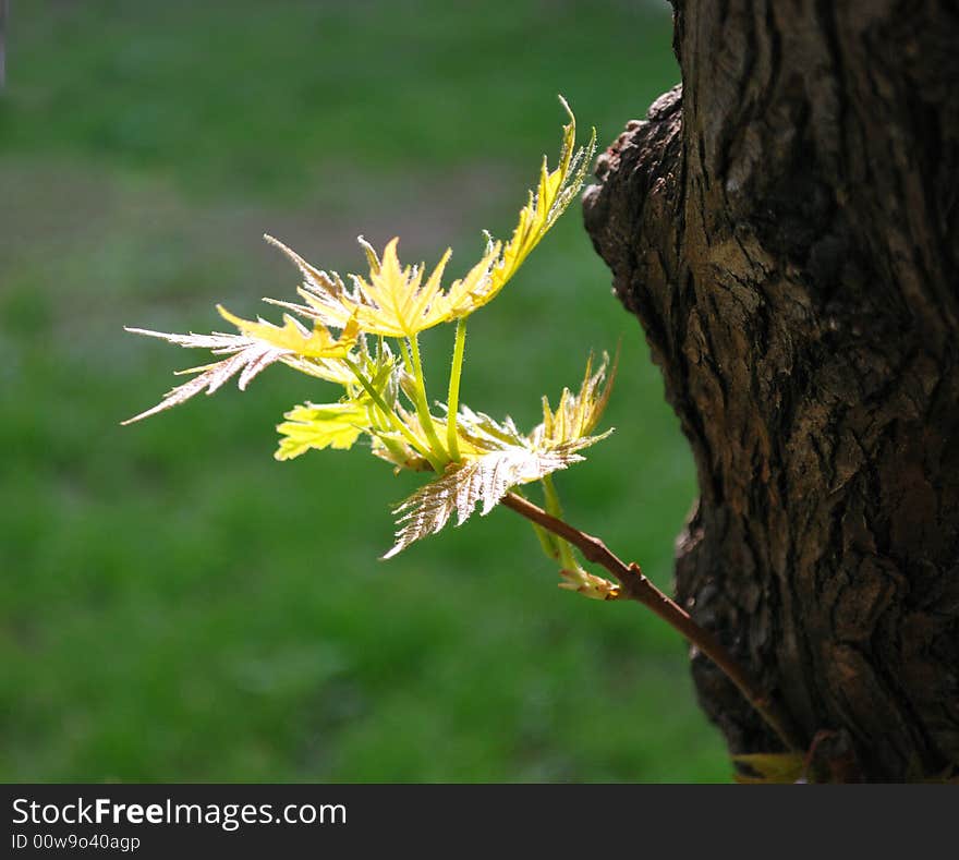 Spring leaves