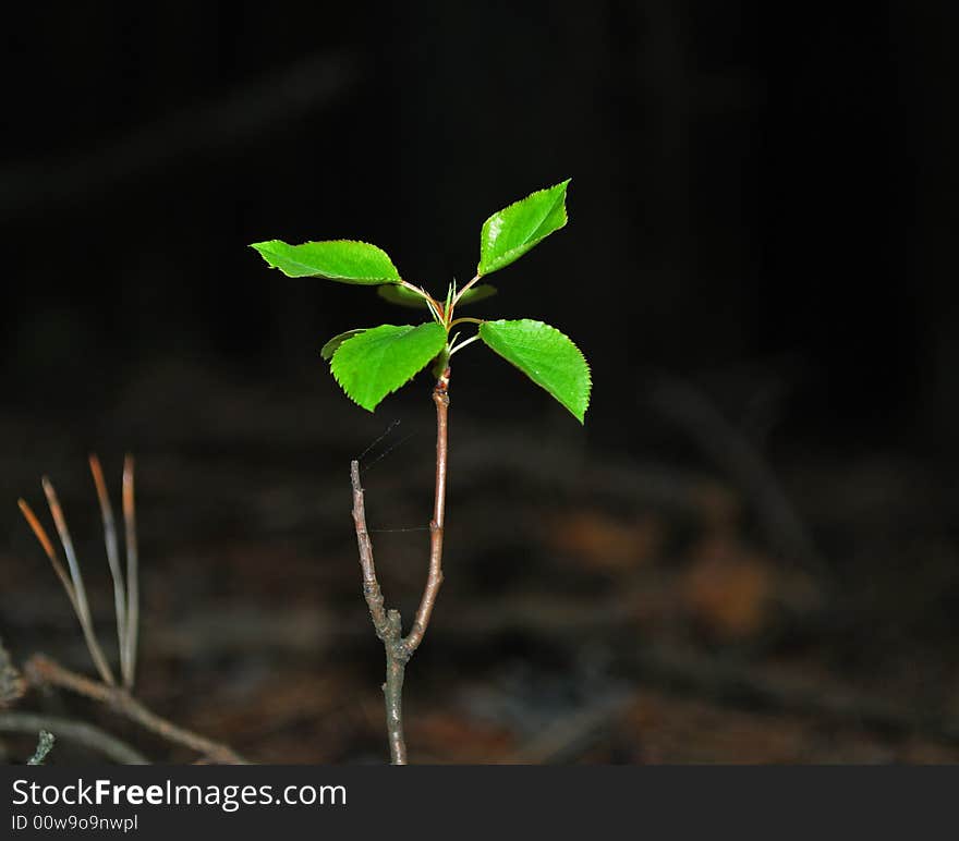 Spring leaves