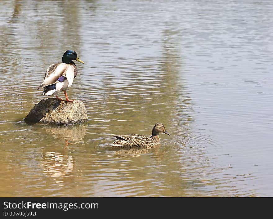 Male Mallard on Rock