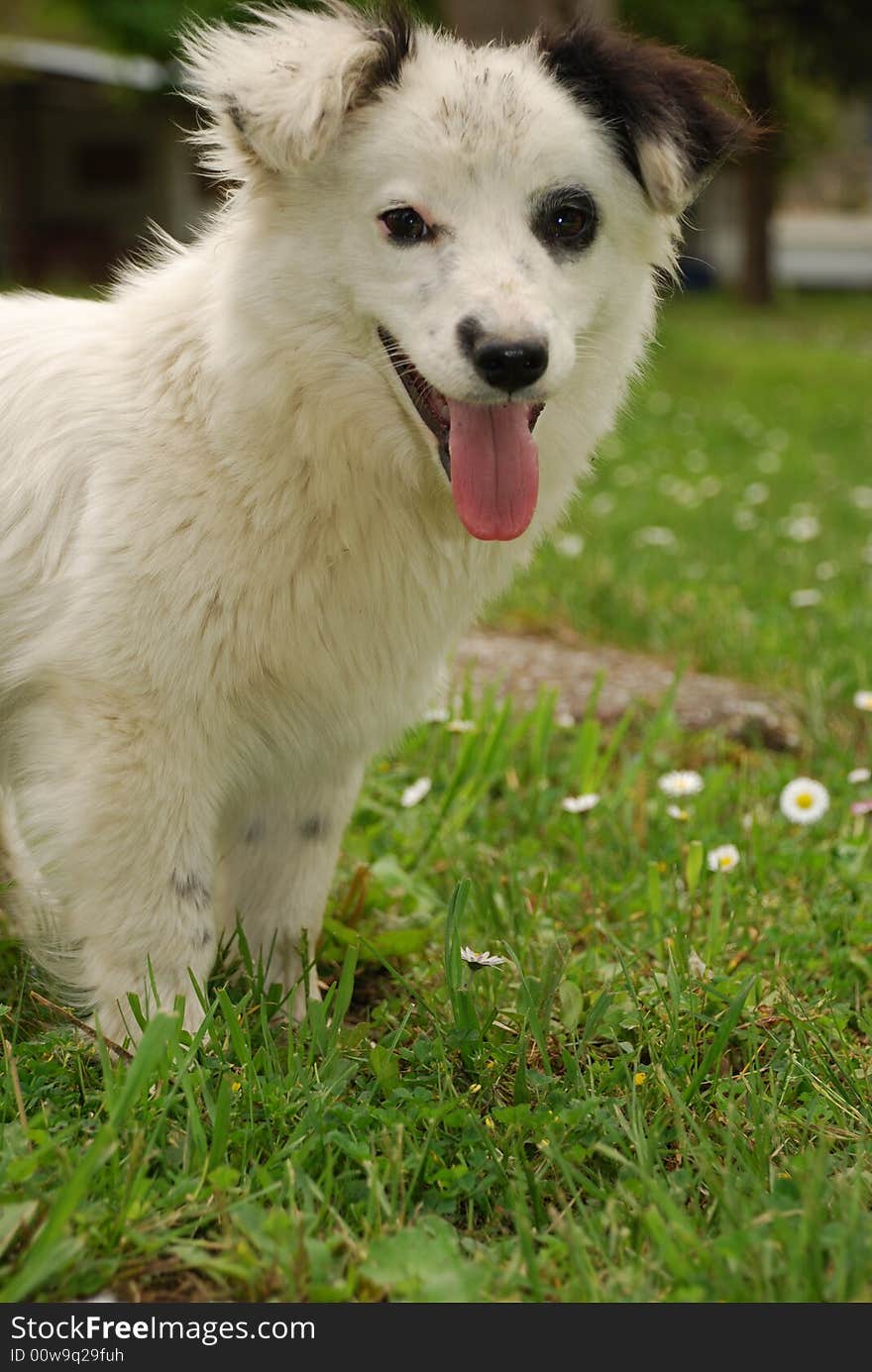 Dog Standing In Field