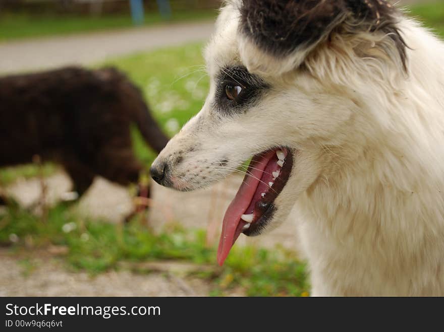 Dog standing on a green grass. Dog standing on a green grass