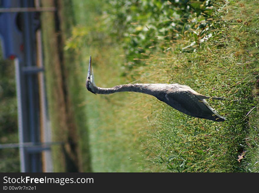 Great blue heron standing in the grass