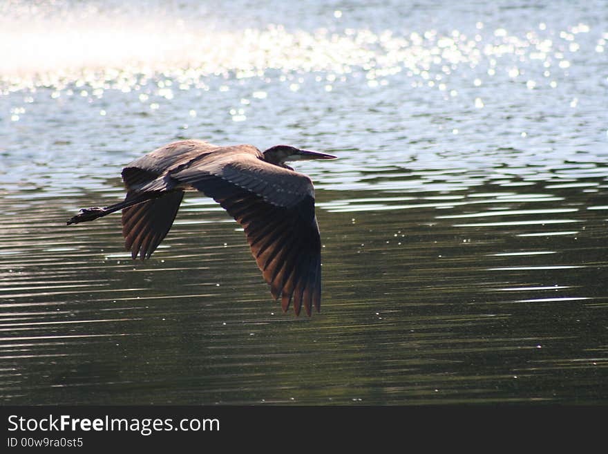 Great blue heron flying over water