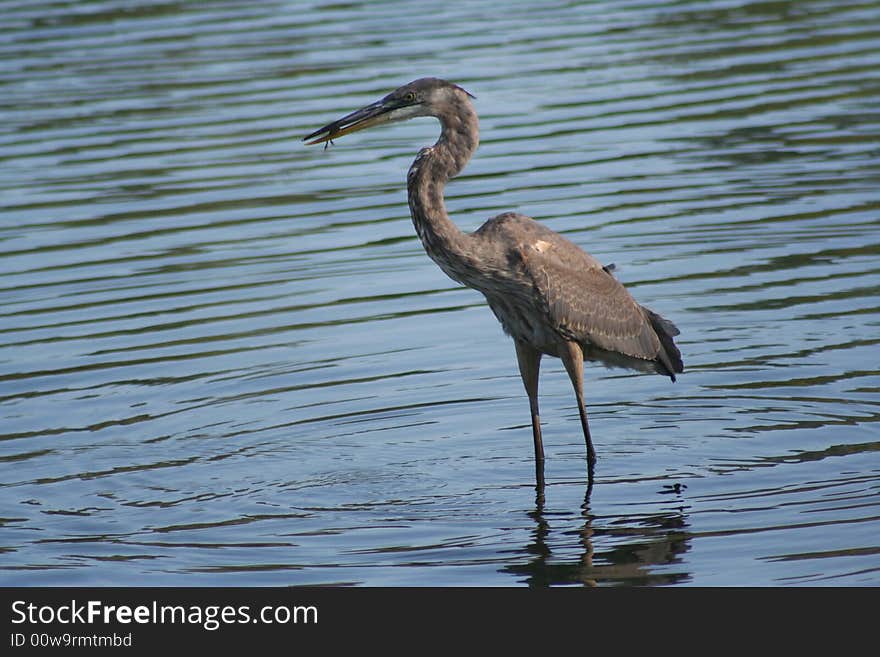 Great blue heron standing in the water with food in mouth