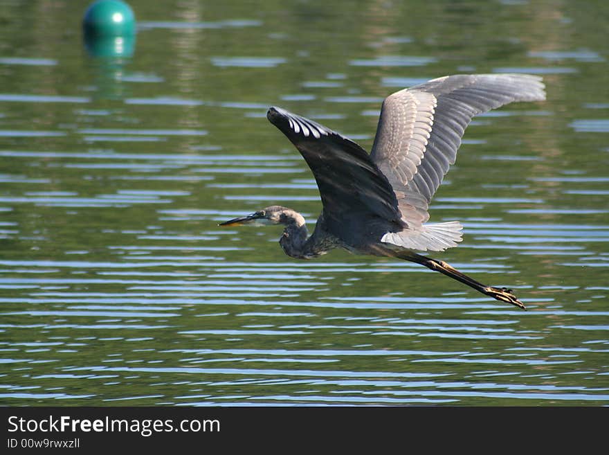 Great blue heron flying over water