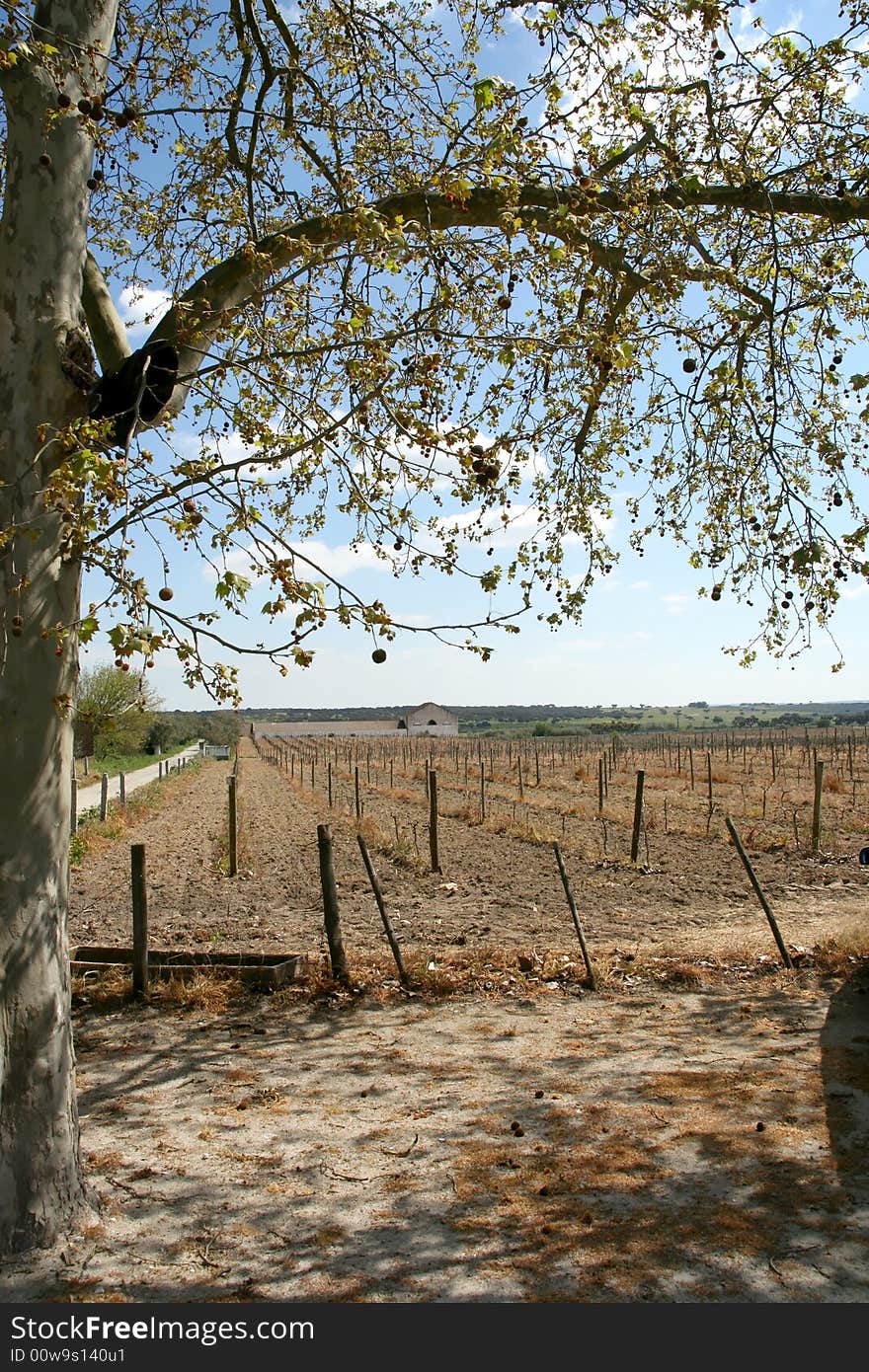 Vineyard