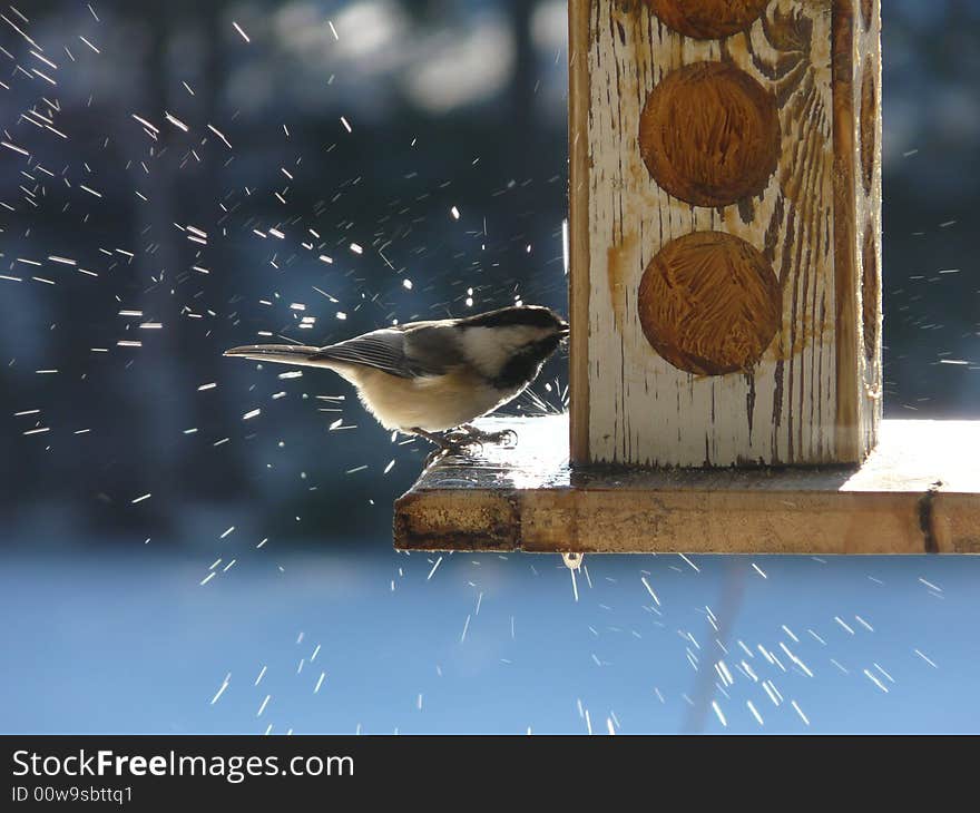 A bird eating peanut butter at a feeder gets splashed by water dripping from above. A bird eating peanut butter at a feeder gets splashed by water dripping from above.
