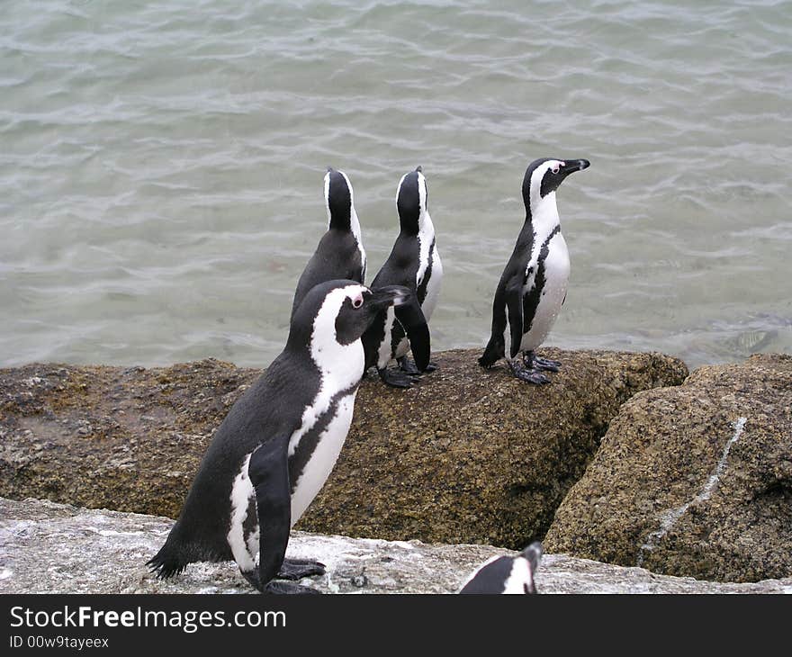 African penguins