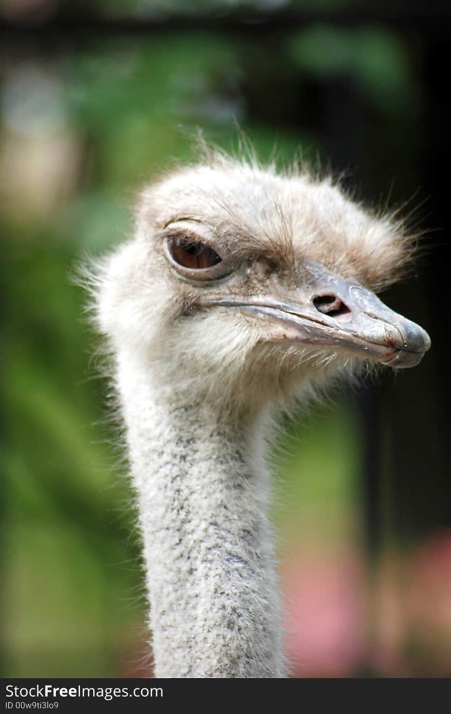 Ostrich