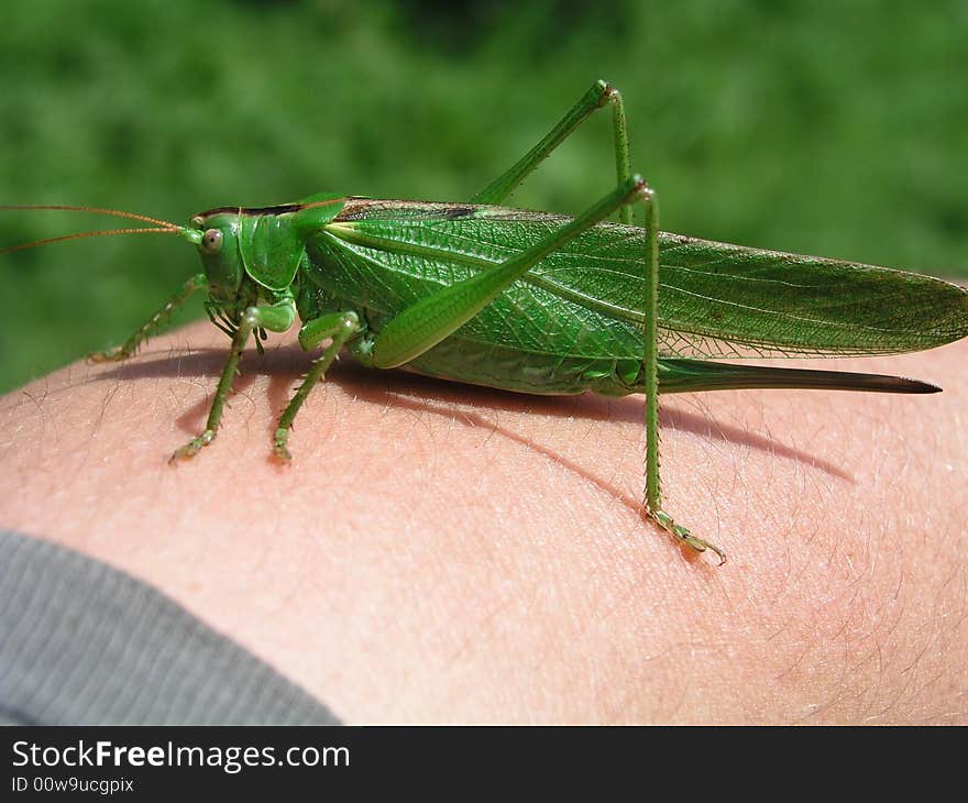 Green or meadow grasshopper, lat. Locusta 
viridissima, on the hand.